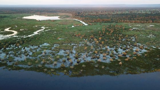  no Pantanal