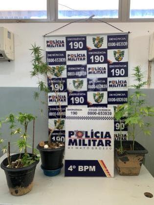 Nova Ipê
